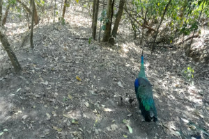 云南绿孔雀雏雀宝宝出巢亮相